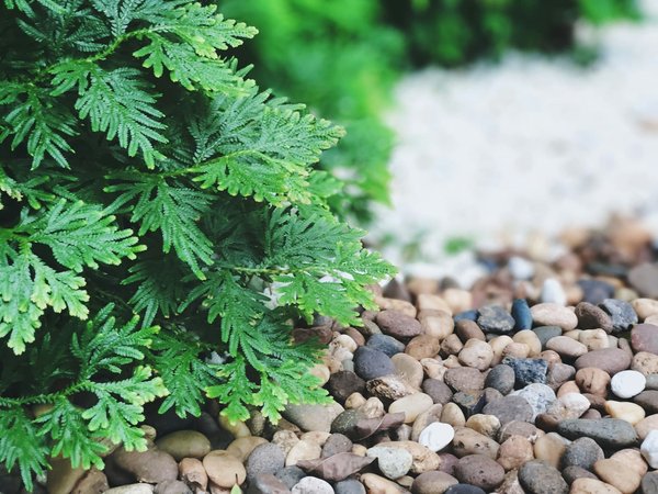 Jardin en pierre naturelle : charme et durabilité